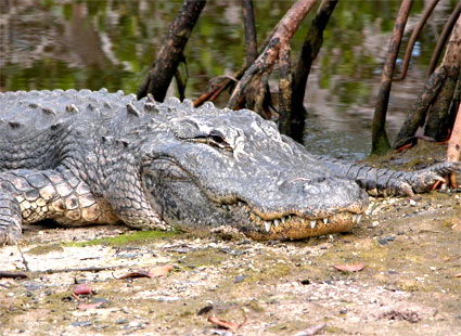 american alligator facts