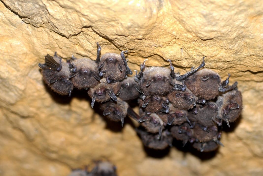 Bumblebee Bat Facts Kitti’s hognosed Bats