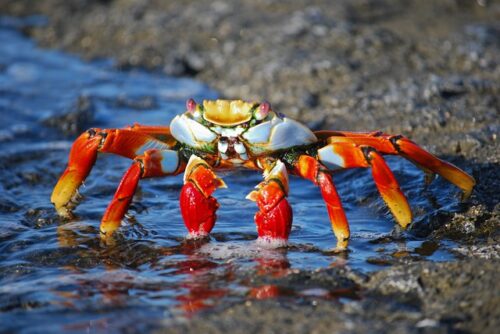 Crab Facts For Kids | Top 10 Crab Facts For Kids