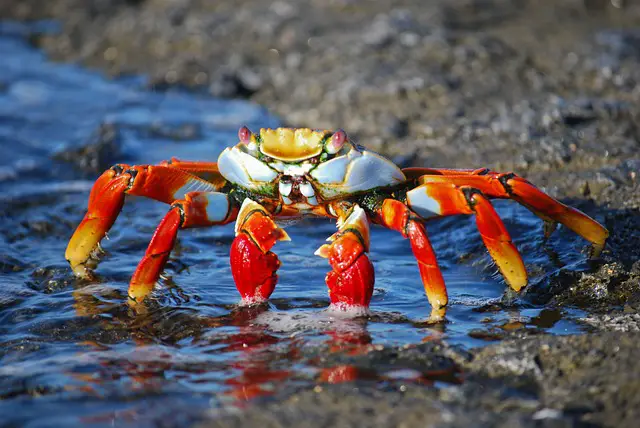 Crab Facts For Kids | Top 10 Crab Facts