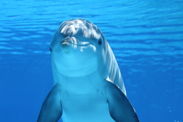 Facts About Dolphins For Kids | Top 15