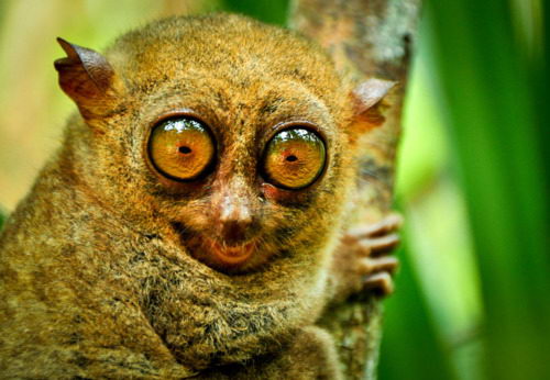 Philippine Tarsier (Tarsius syrichta) - Animals Time