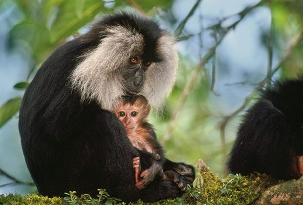 Endangered Species List 2011 Top 5 Endangered Species Endangered Species List 2011 Top 5 Endangered Species