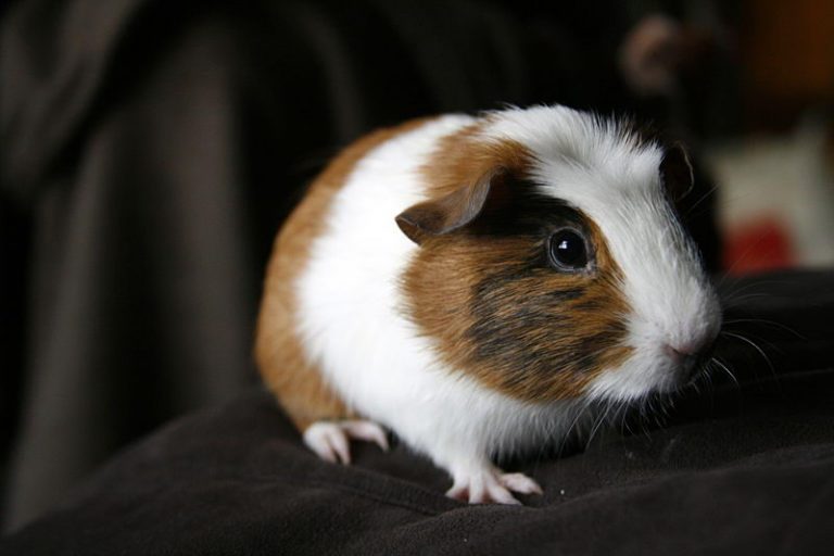 Do Guinea Pigs Bite 6 Reasons Why Your Guinea Pigs Are Biting
