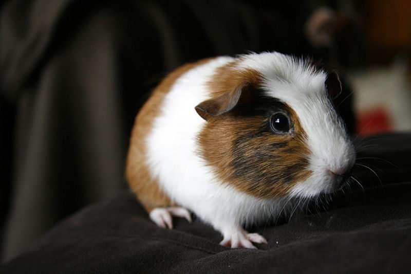 guinea pig life span - cute guinea pig picture