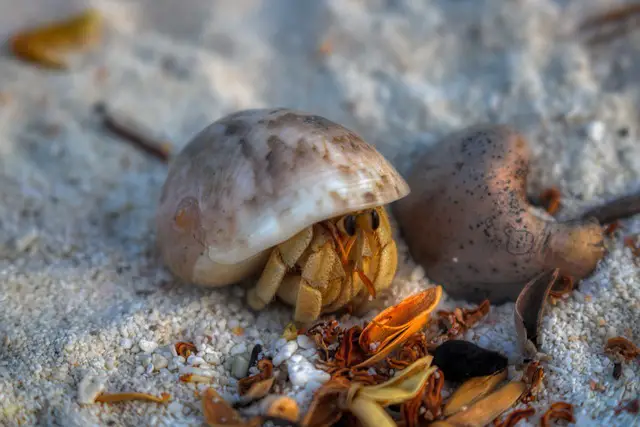 Hermit Crab Facts For Kids | Hermit Crab Diet & Habitat