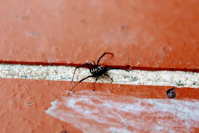 Red back Spider Facts | Red Back Spider Diet & Habitat
