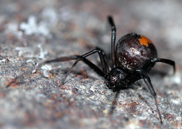 Red Back Spider Facts Red Back Spider Diet Habitat