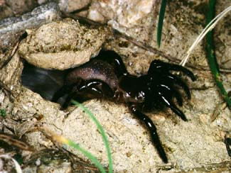 Trapdoor Spider Facts | Trapdoor Spider Habitat & Diet