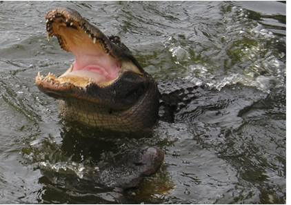 What Do Alligators Eat | Alligators Diet