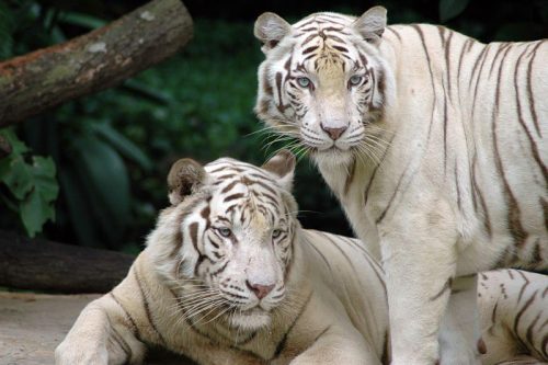 Where Do White Tigers Live | White Tigers Habitat