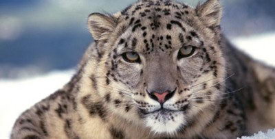 why are snow leopards endangered | snow leopard