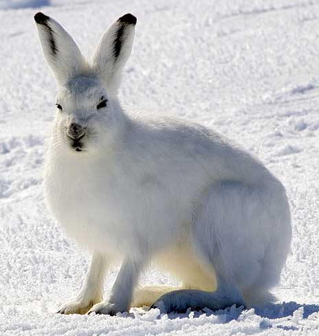 arctic hare facts