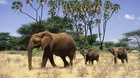 Are Elephants Endangered | Why Are Elephants Endangered