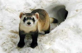 Black Footed Ferret Facts For Kids | Top 10 Interesting Facts about Black Footed Ferrets