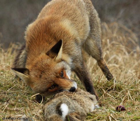Do Foxes Eat Cats Facts about Fox’s Diet
