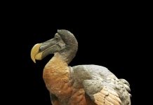 fun facts about dodo birds