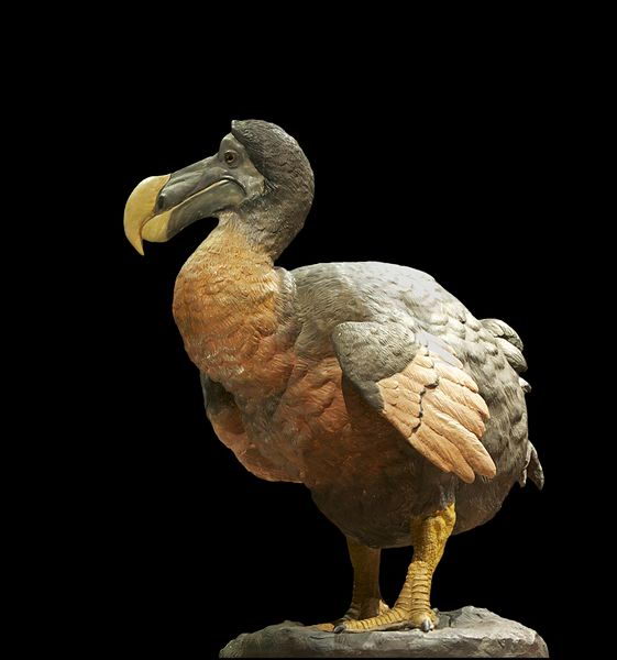 Top 10 Interesting Facts about Dodo Bird