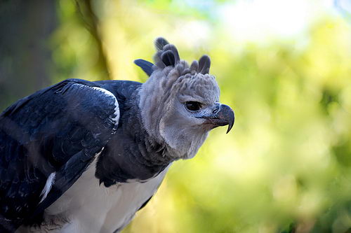 Harpy Eagle Facts | Top 10 Facts about American Harpy Eagles