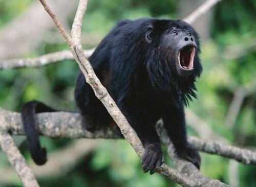howler monkey facts