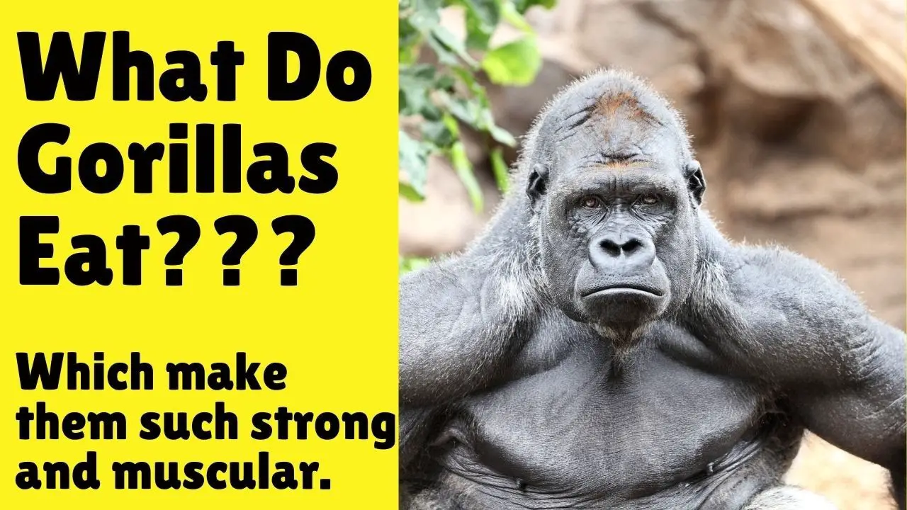 What Do Gorillas Eat | Interesting Facts about Gorilla’s Diet