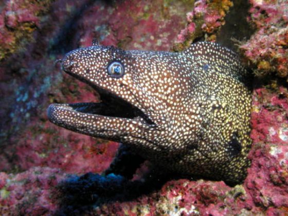 Gulper Eel Facts | Anatomy, Diet, Habitat, Behavior - Animals Time