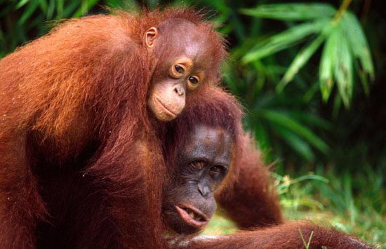 orangutan facts for kids -orangutan with its baby on top