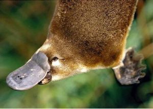 Duck billed Platypus Facts | Top 10 Amazing Facts about Platypus