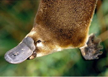 Platypus Facts For Kids | The Egg-laying Mammal