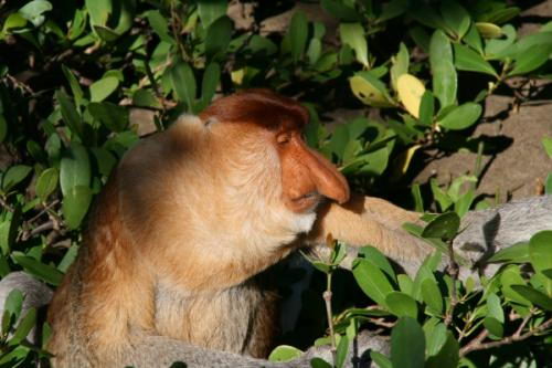 Proboscis Monkey Facts | Top 10 Interesting Facts about Proboscis Monkey