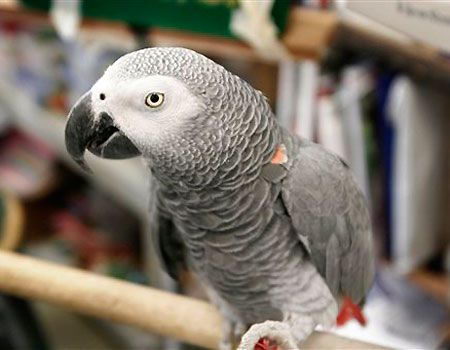 African Grey Parrot Facts | Top 10 Amazing Facts about African Grey Parrots