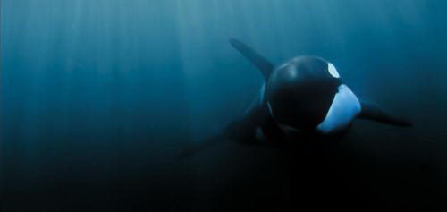 What Do Killer Whales Eat in the Wild