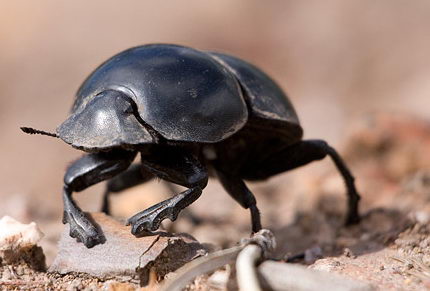 Dung Beetle Facts | Interesting 20 Facts about Dung Beetles