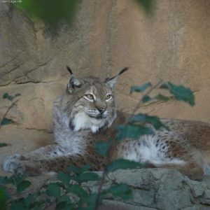 Lynx Facts for Kids - Appearnce, Diet, Hunting, Reproduction & breeding