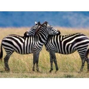 zebra facts for kids