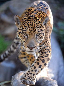 Jaguar Facts For Kids | Jaguar Diet, Behavior, & Habitat