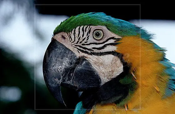 Beautiful Blue and Gold Macaw - Blue and yellow macaw facts for kids