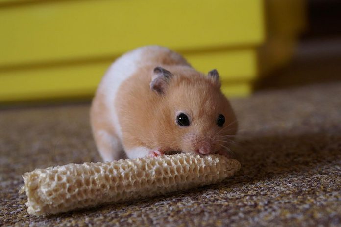 Picture of Hamster Facts For Kids | Hamster Diet, Behavior, Lifespan and Habitat ...