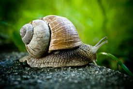 snail facts for kids | snail