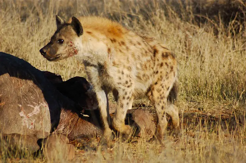 hyena habitat facts