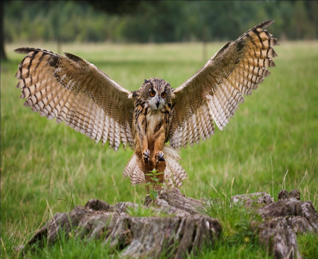 Eagle Owl Facts | Eagle Owl Diet, Habitat, and Behavior - Animals Time