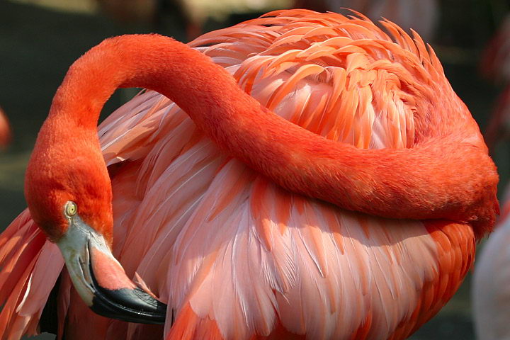 Flamingo Facts For Kids | Habitat, Diet And Distribution