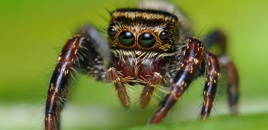 Spider Facts for Kids | Creepy Facts