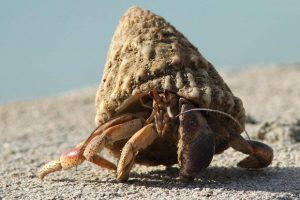 What do Hermit Crabs Eat | Hermit Crabs Diet