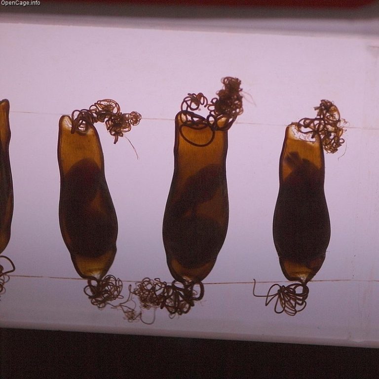 Do Sharks Lay Eggs | Sharks, Eggs And Pups