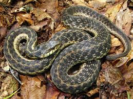what do garter snakes eat