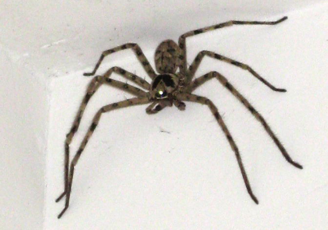 Huntsman Spider Facts | Hunting Spiders