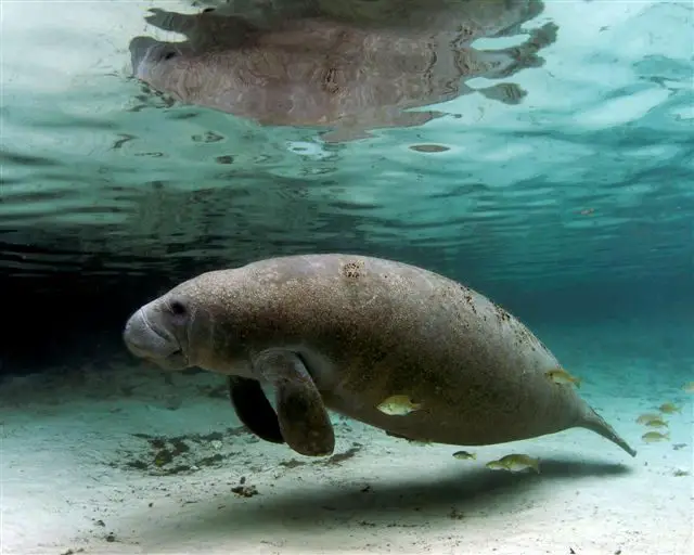 manatee facts for kids
