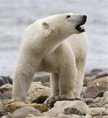 how many polar bears left