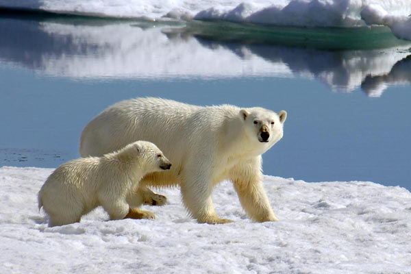 how long do polar bears live